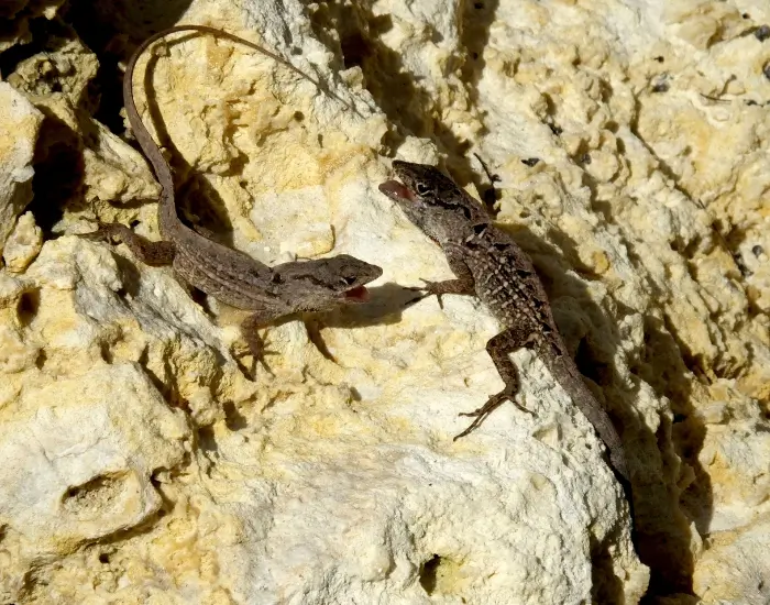 two-brwon-anoles.webp two brown anoles facing each other