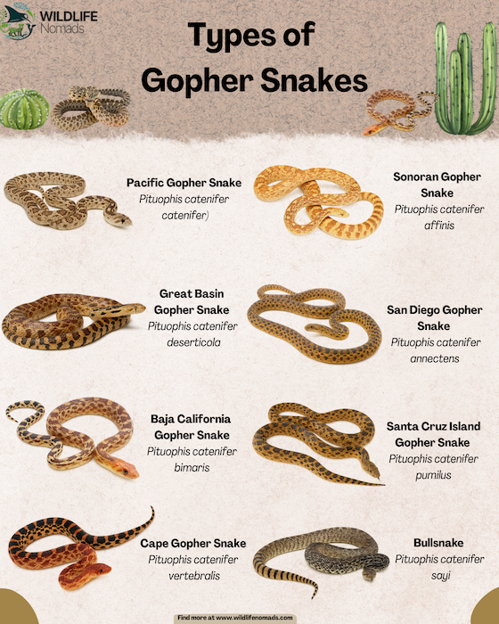 types of gopher snake sinfographic