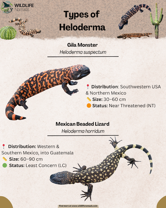 types-of-heloderma-species-infographic.webp Types of heloderma species inofgraphic