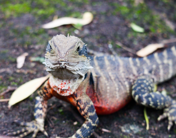 water-dragon-front-take.webp water dragon close up