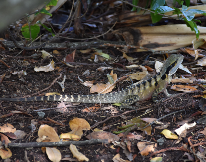 water-dragon-qld.webp AUSTRALIAN WATER DRAGON on the ground