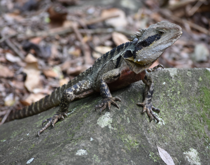 water-dragon-rock.webp water dragon in a park