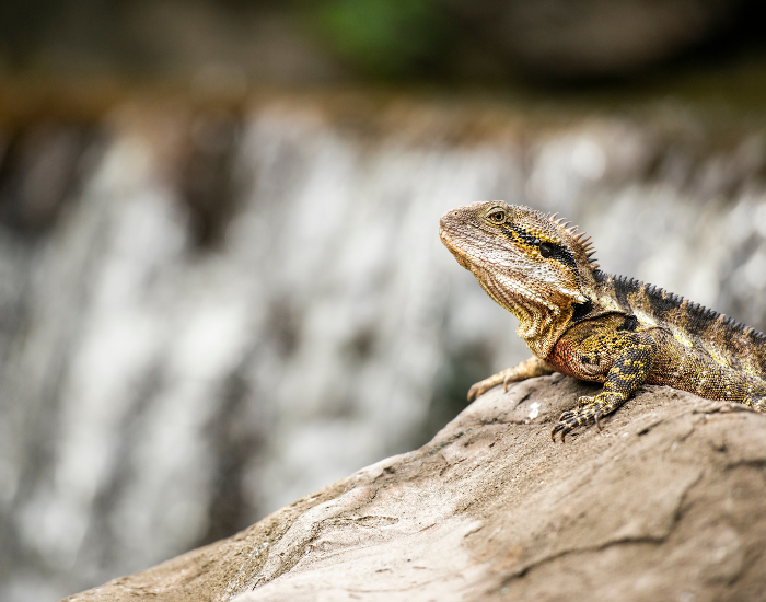 water-dragon-waterall.webp water dragon on a rock with a waterfall on the background