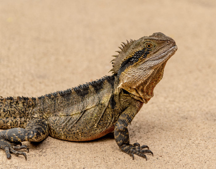 water-dragon.webp water dragon standing on sand