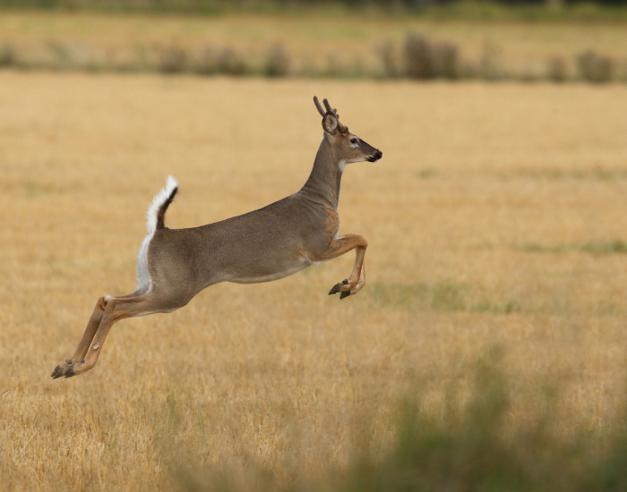 white-tailed-deer.webp a white tailed deer jumping on a grassland