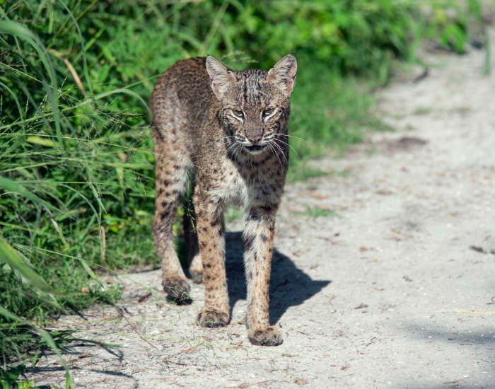 wild-florida-bob-cat-wetland.webp bob cat walking on a dirt road