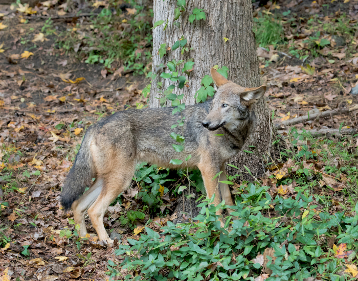 wild-red-wolf.webp Red wolf standing in the wild near by a tree