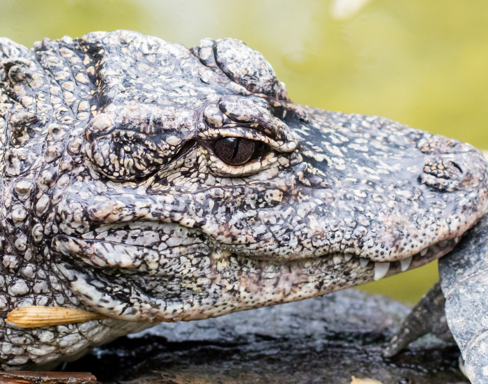 yantze-alligator-2.webp close up of a chinese alligator