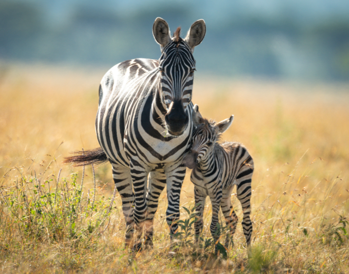 Zebra on a Botswana Okavango Delta safari