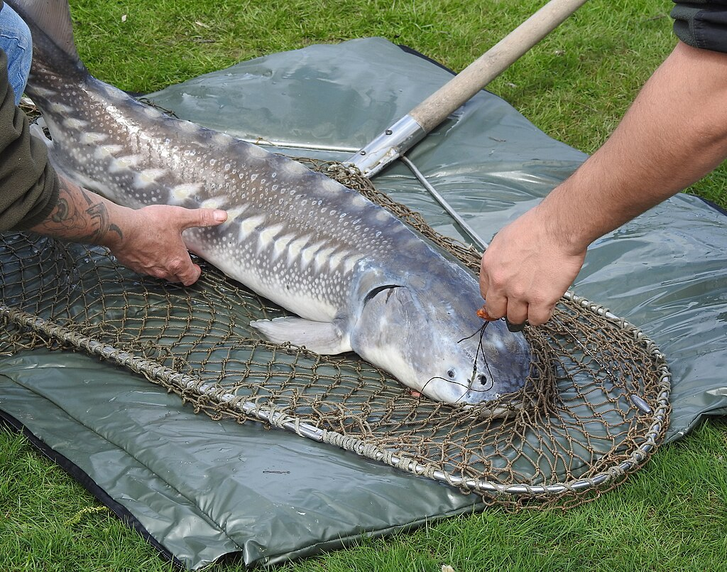 1024px-Acipenser_transmontanusWeiser_StorWhiteSturgeon_02.webp white sturgeon outside of the water, been held by humans on a net