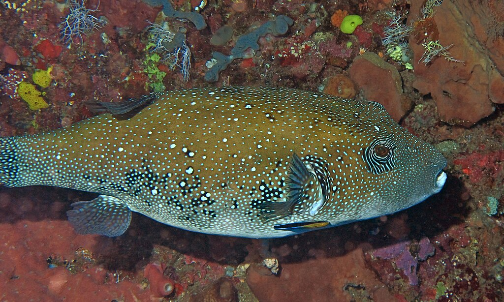 1024px-Blue-spotted_Puffer_Arothron_caeruleopunctatus_8485215579.webp Blue-spotted Puffer at the bottom