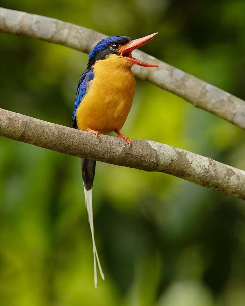 Buff-breasted_Paradise-Kingfisher in the wild