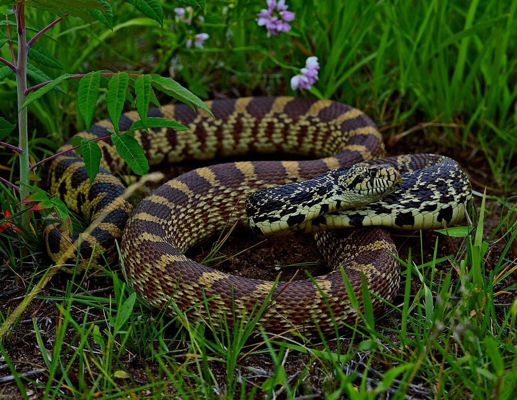 Bull snake coiled on the ground