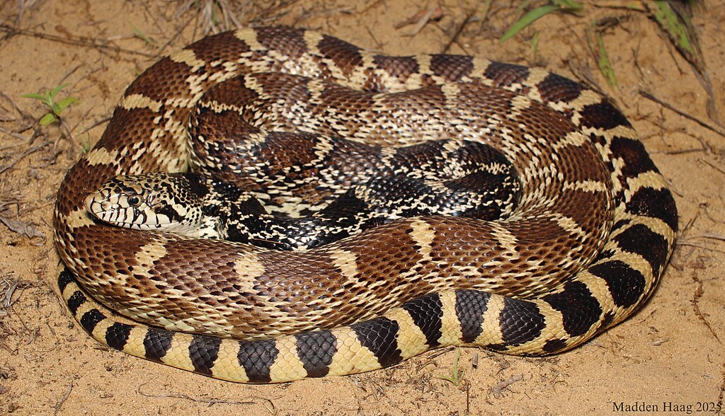 Bull snake coiled curled on the ground