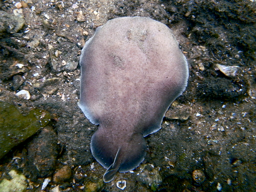 1024px-Coffin_ray_Hypnos_monopterygius_Parsley_Bay_Sydney.webp coffin ray swimming