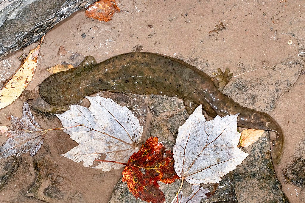 Hellbenders in the wild