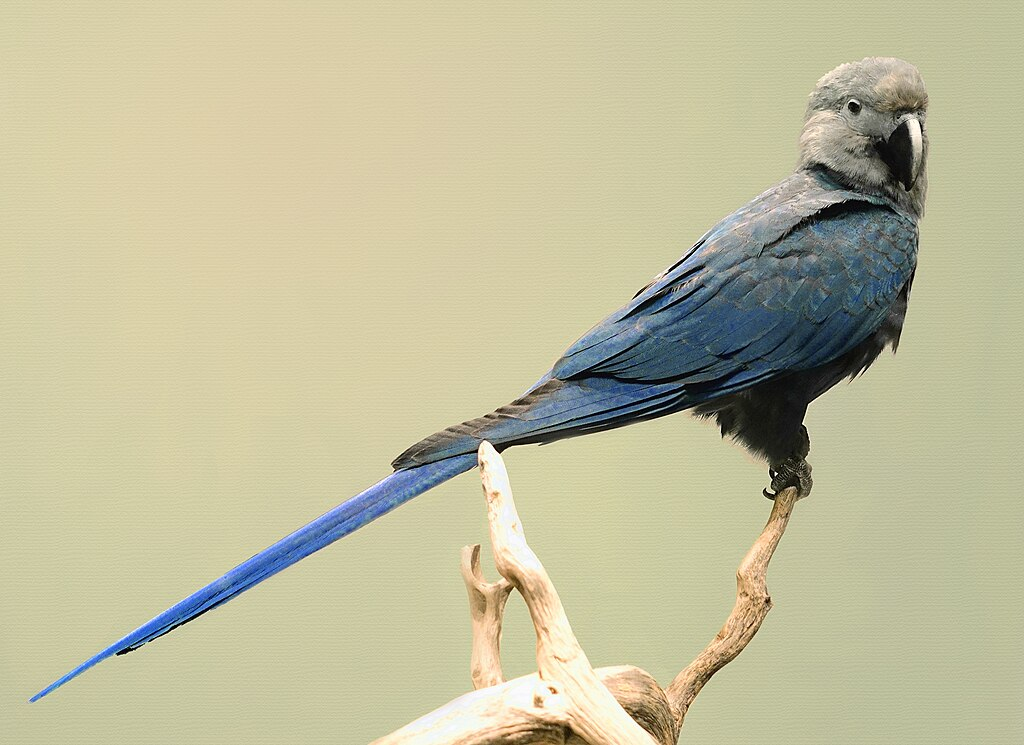 1024px-Cyanopsitta_spixii.webp Spix's Macaw stuffed preserved specimen