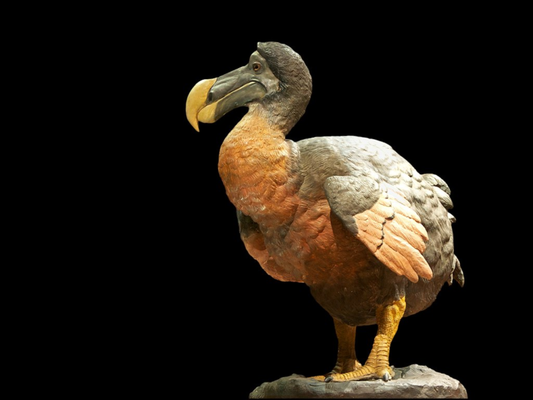 taxidermy of a dodo bird in a museum