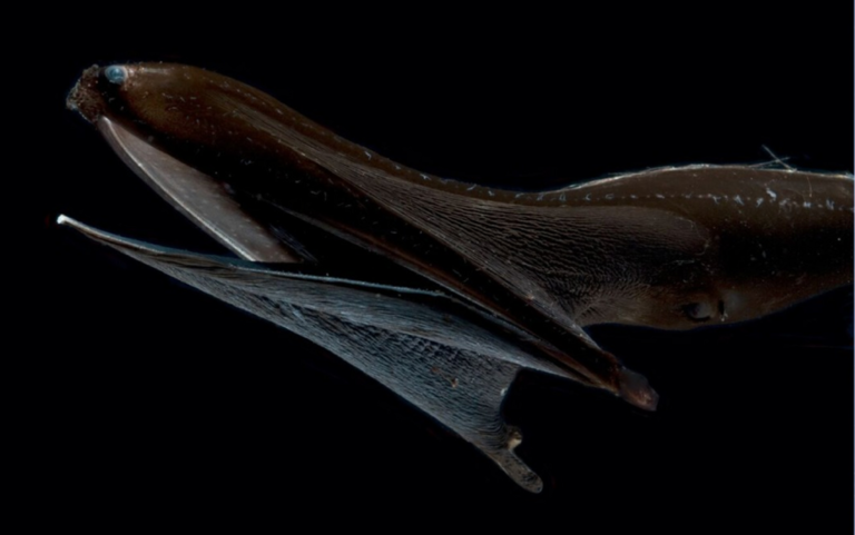 close up of a gulper eel