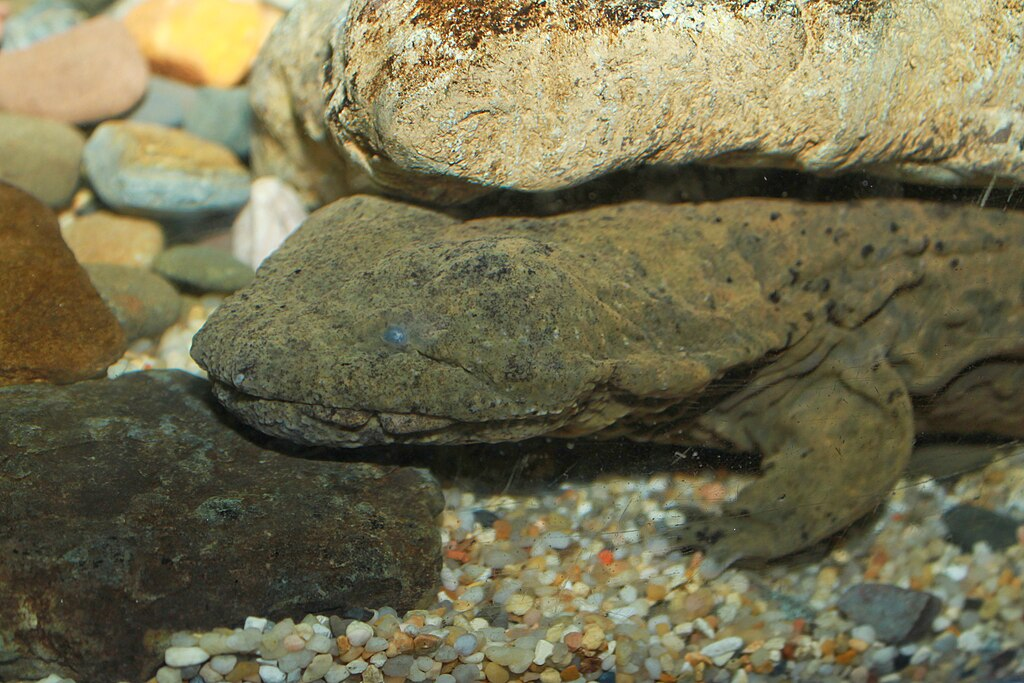 close up of a Hellbender salamander