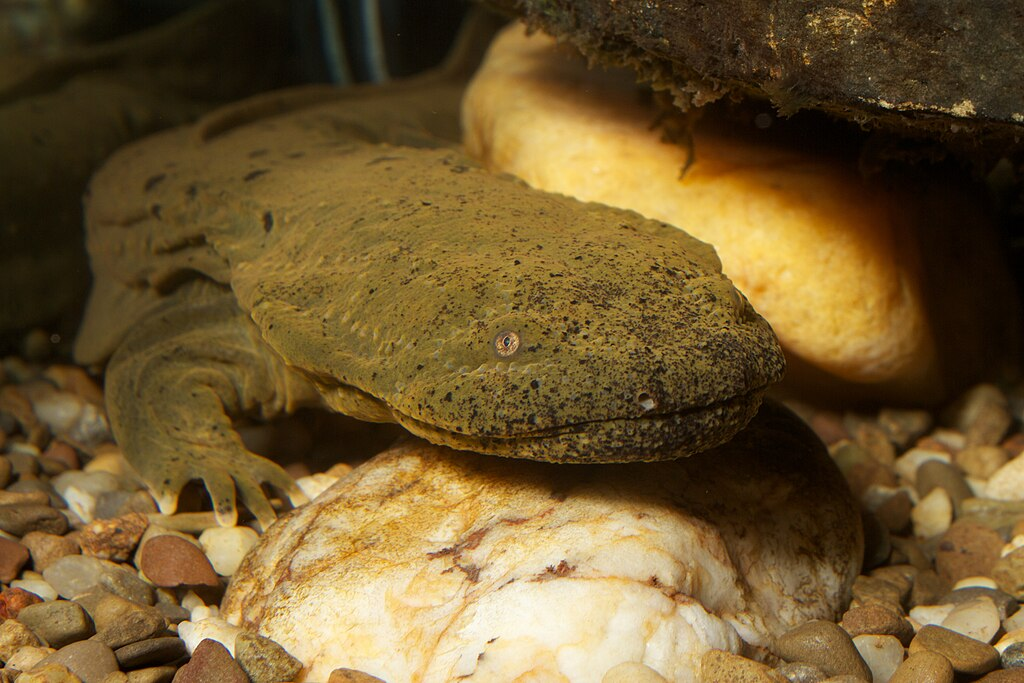 Hellbender_at_the_National_Zoo