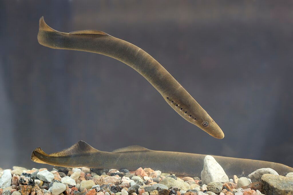 lamprey on a fish tank