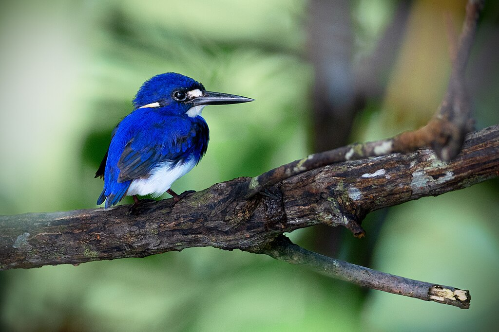 Little kingfisher on a tree branch