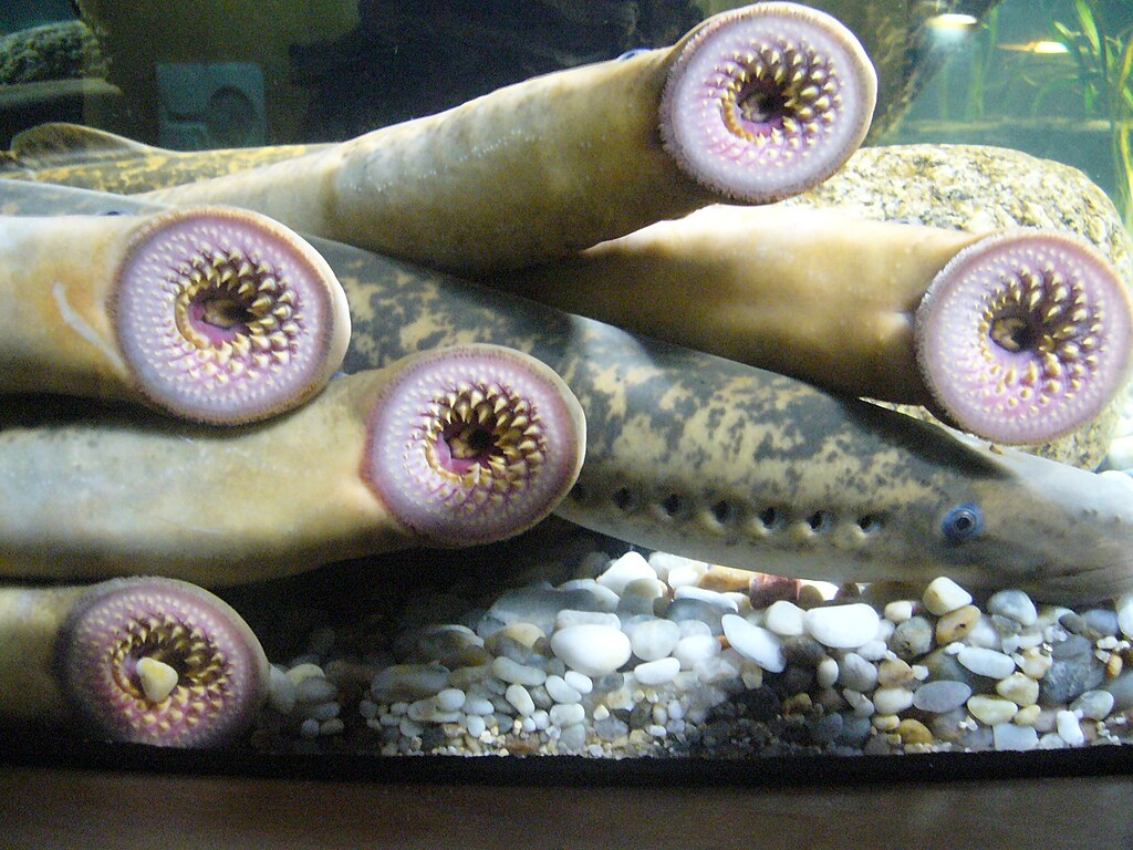 group of lampreys showing its mouth