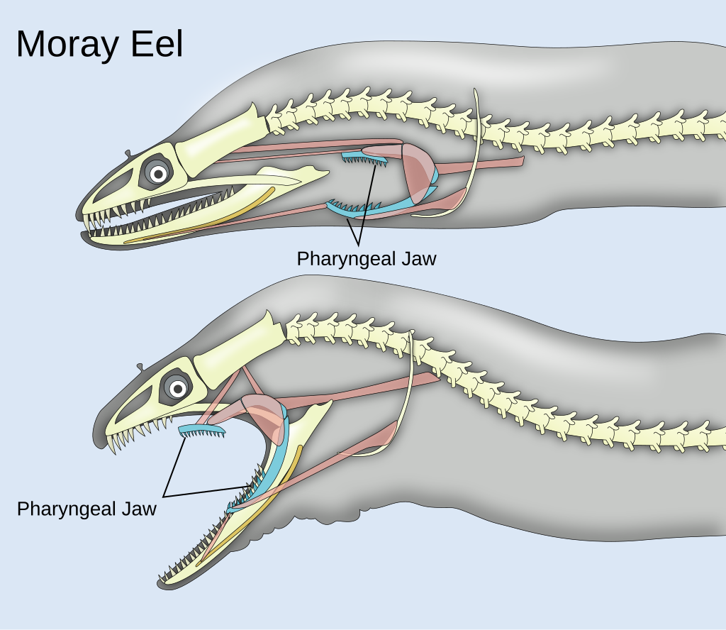 eel's pharyngeal jaws diagram
