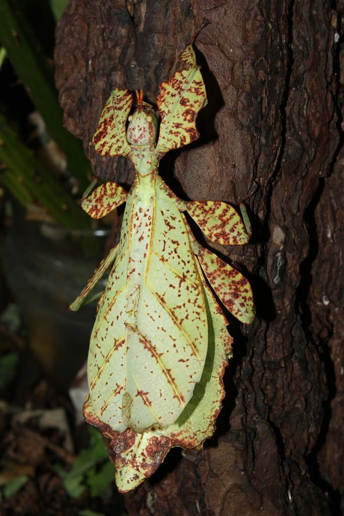 1024px-Phyllium_ericoriai_-_female.webp Phyllium ericoriai insect leaf over a tree trunk