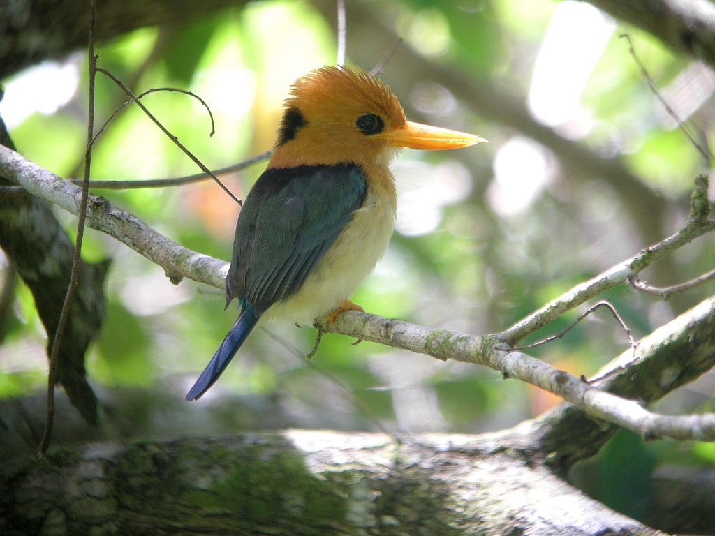Yellow-billed Kingfisher in the wild