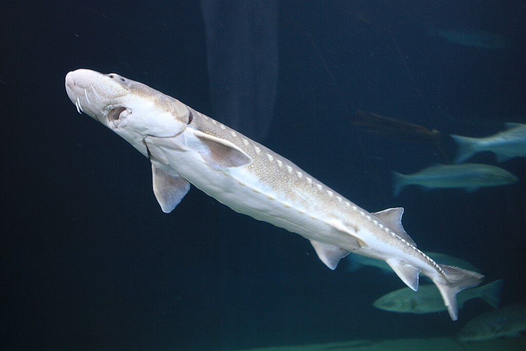 1024px-White_Sturgeon_Acipenser_transmontanus_7007251148.webp white sturgeon swimmin