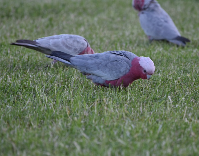 Galah in a urban park in sydeny