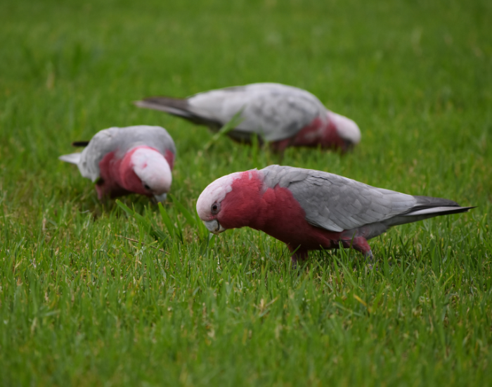 three Galah bird eating grass