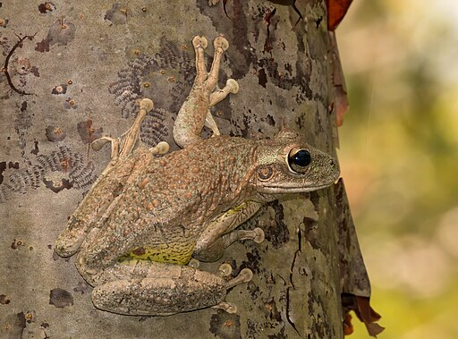 Cuban Tree Frog