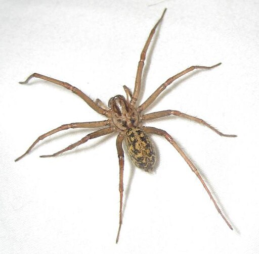 hobo spider with a white background