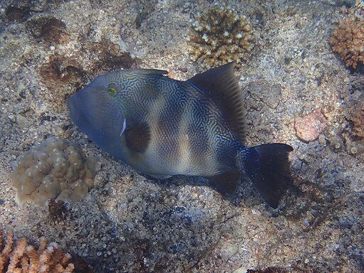 512px-Pseudobalistes_naufragium.webp swimming in the ocean Stone triggerfish