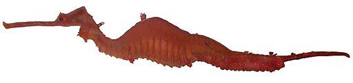 512px-Ruby_seadragon.webp Ruby Sea dragon with white background