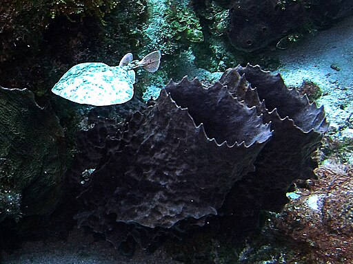 512px-Torpedo_andersoni_-_mogliche_Sichtung_in_Cozumel.webp electric rays swimming next to big rocks