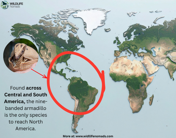 map showing distribution of armadillo