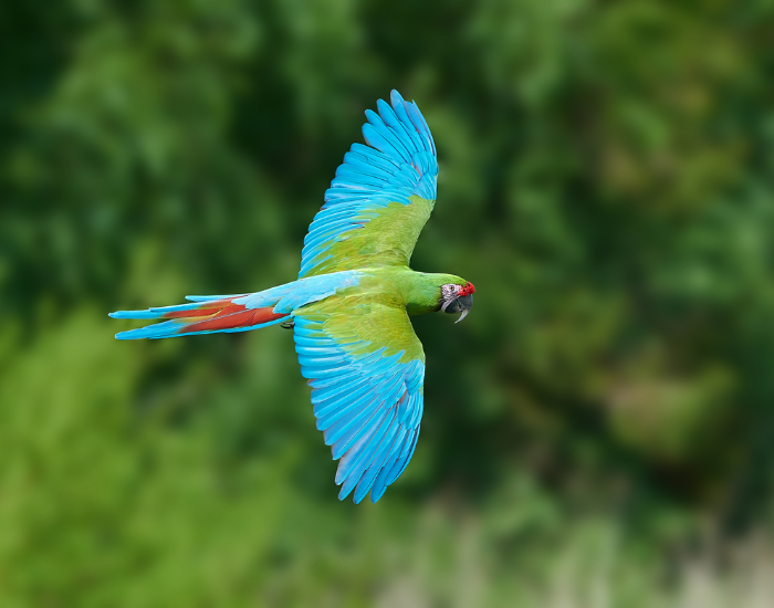 Ara-militaris-flying.webp Military Macaw flying