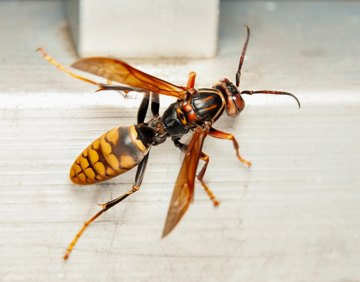 Asian Giant Hornet