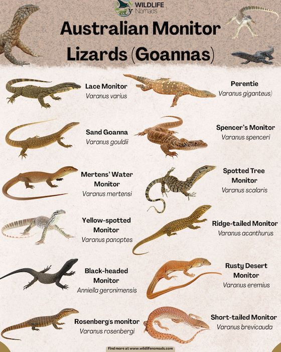 Australian-Monitor-Lizards-Goannas-infographic.webp infographic showing 12 types or species of monitor lizards (goannas) from Australia