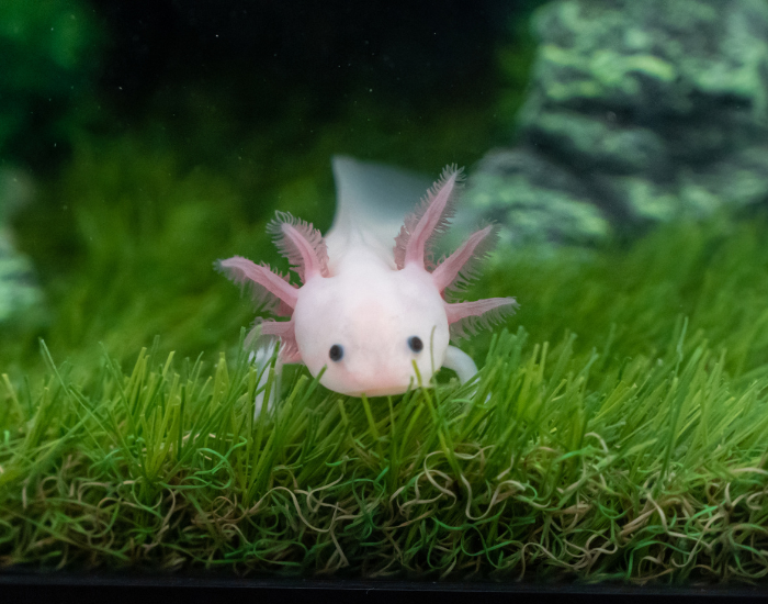 an axolotl swimming in. a tank