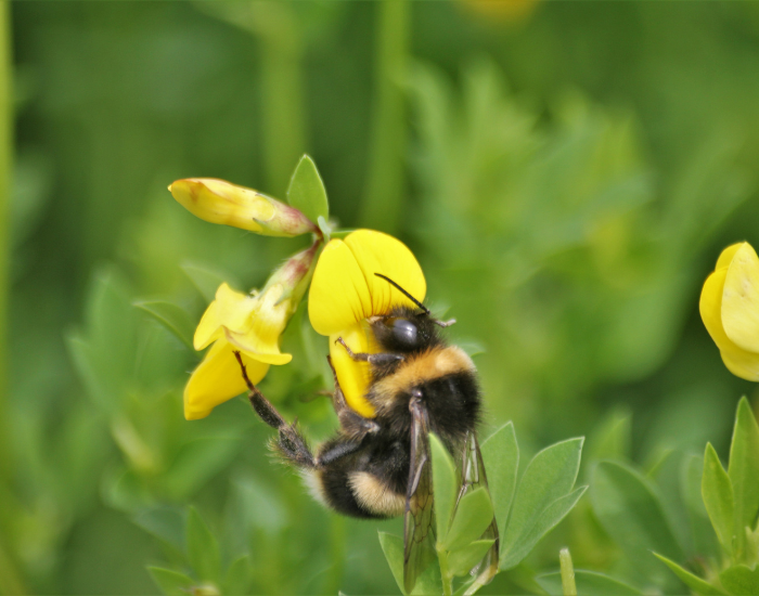 BUMBLEBEE-HONEY.webp Bumblebee in a flower