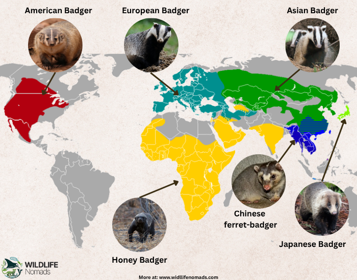 Badger-distirbution.webp Badger distribution Map