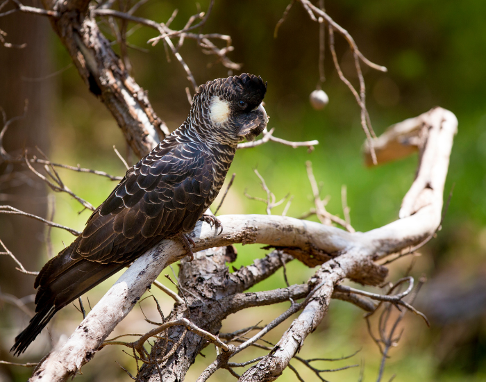 Baudins-Black-Cockatoo-2.webp Baudin's Black Cockatoo