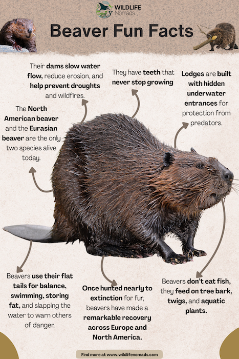 Beaver-Fun-Facts-infographic.webp Infographic showing facts about the beaver
