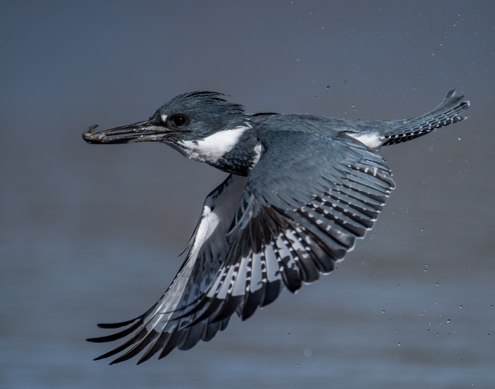belted kingfisher flying