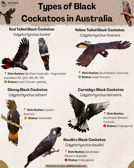Black-Cockatoos-in-Australia-2.webp Black Cockatoos-in-Australia